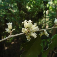 Elaeagnus latifolia L.